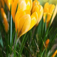 Схема вышивки «Жёлтые крокусы»