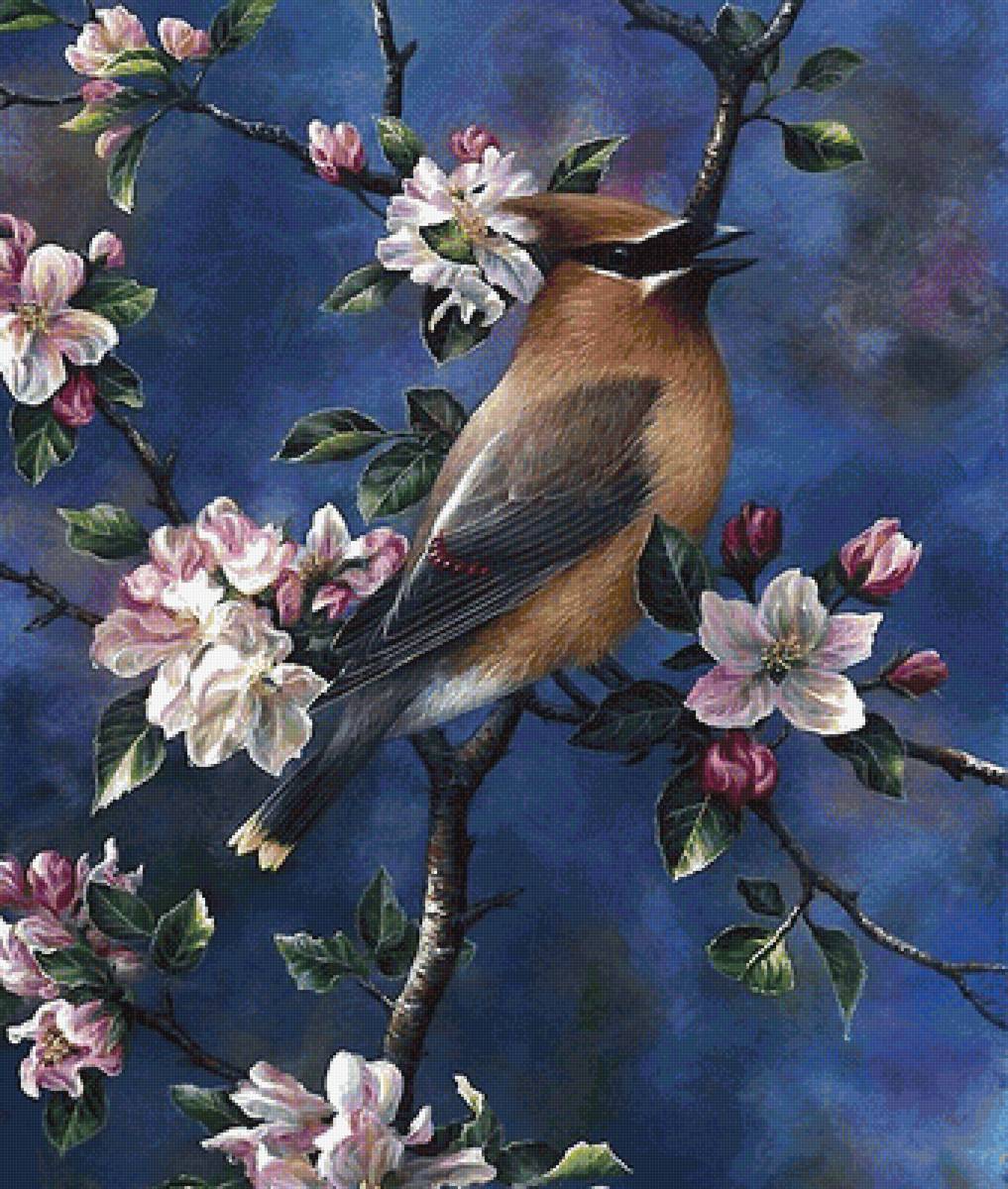 птица - птицы - предпросмотр