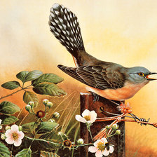 Схема вышивки «кукушка»