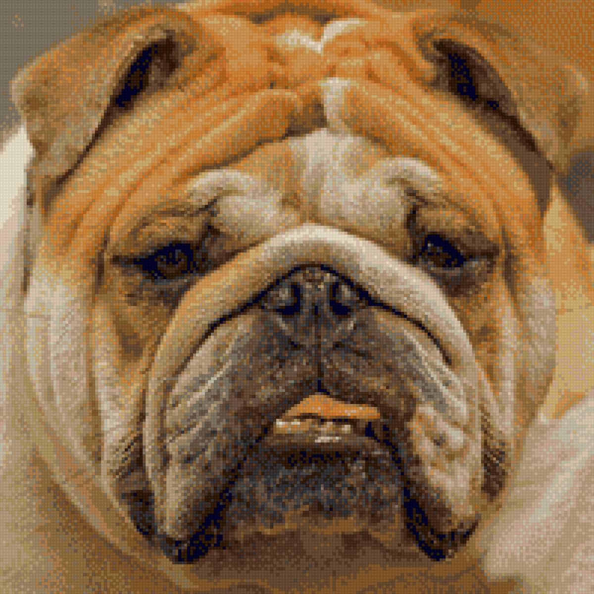 Бульдог - предпросмотр