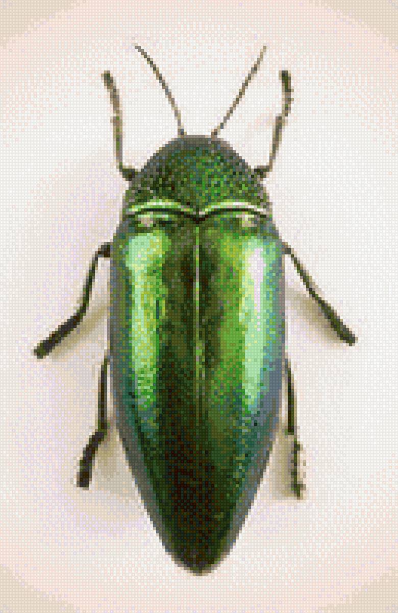 Жук - предпросмотр