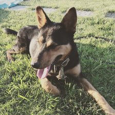 Схема вышивки «Вероника»