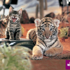 Схема вышивки «я тоже тигр!»