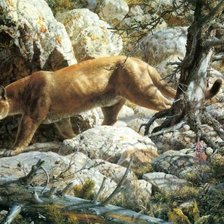 Схема вышивки «серия хищники. пума»