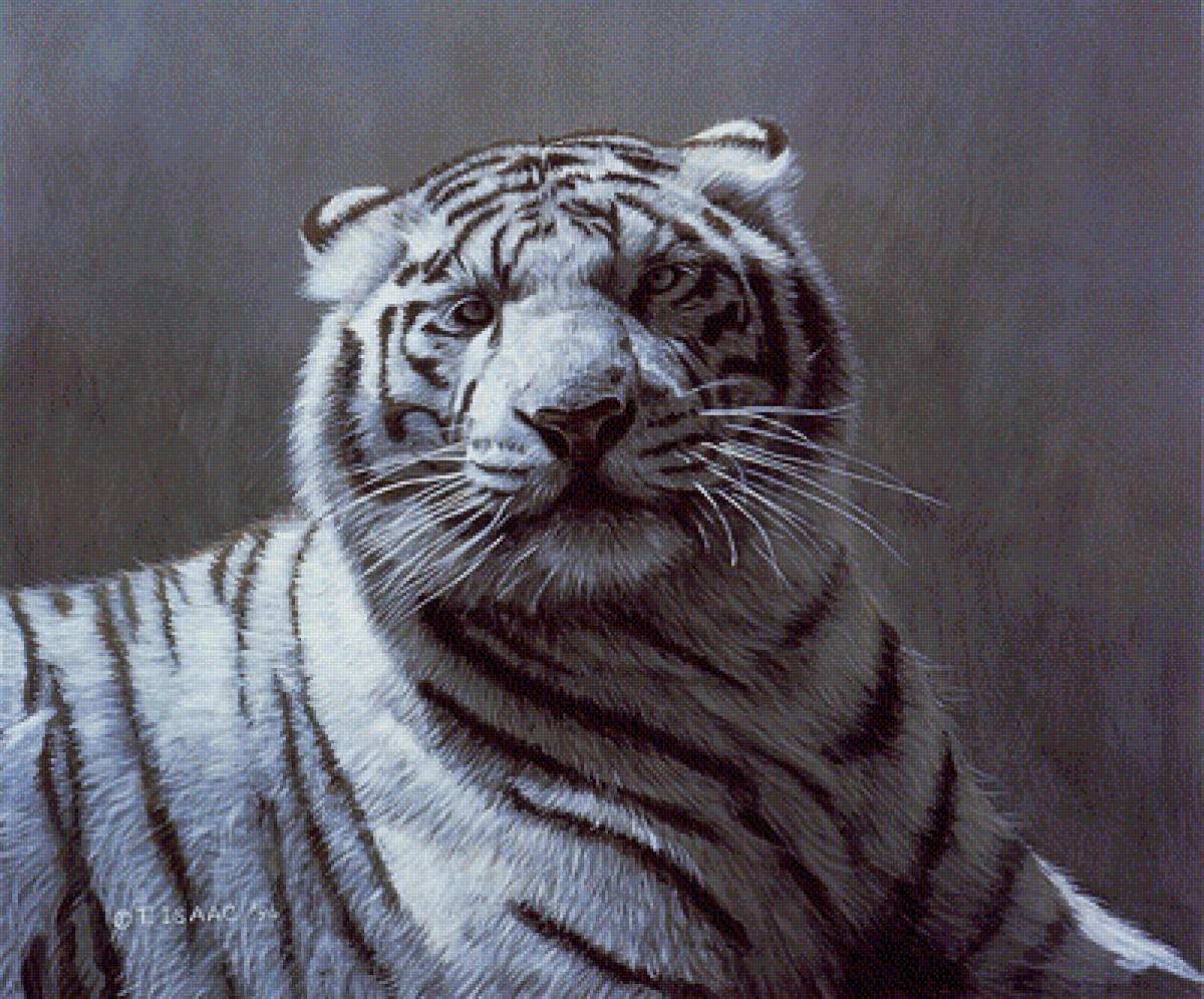 серия хищники.белый тигр - хищники, тигр - предпросмотр