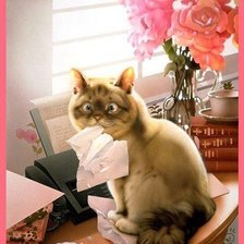 Схема вышивки «котик психанул!»