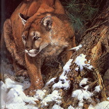 Схема вышивки «серия хищники. пума»