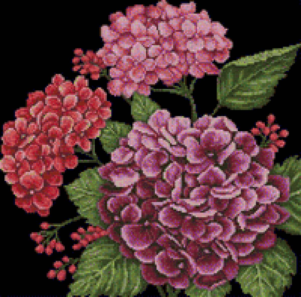 гортензия - цветы - предпросмотр