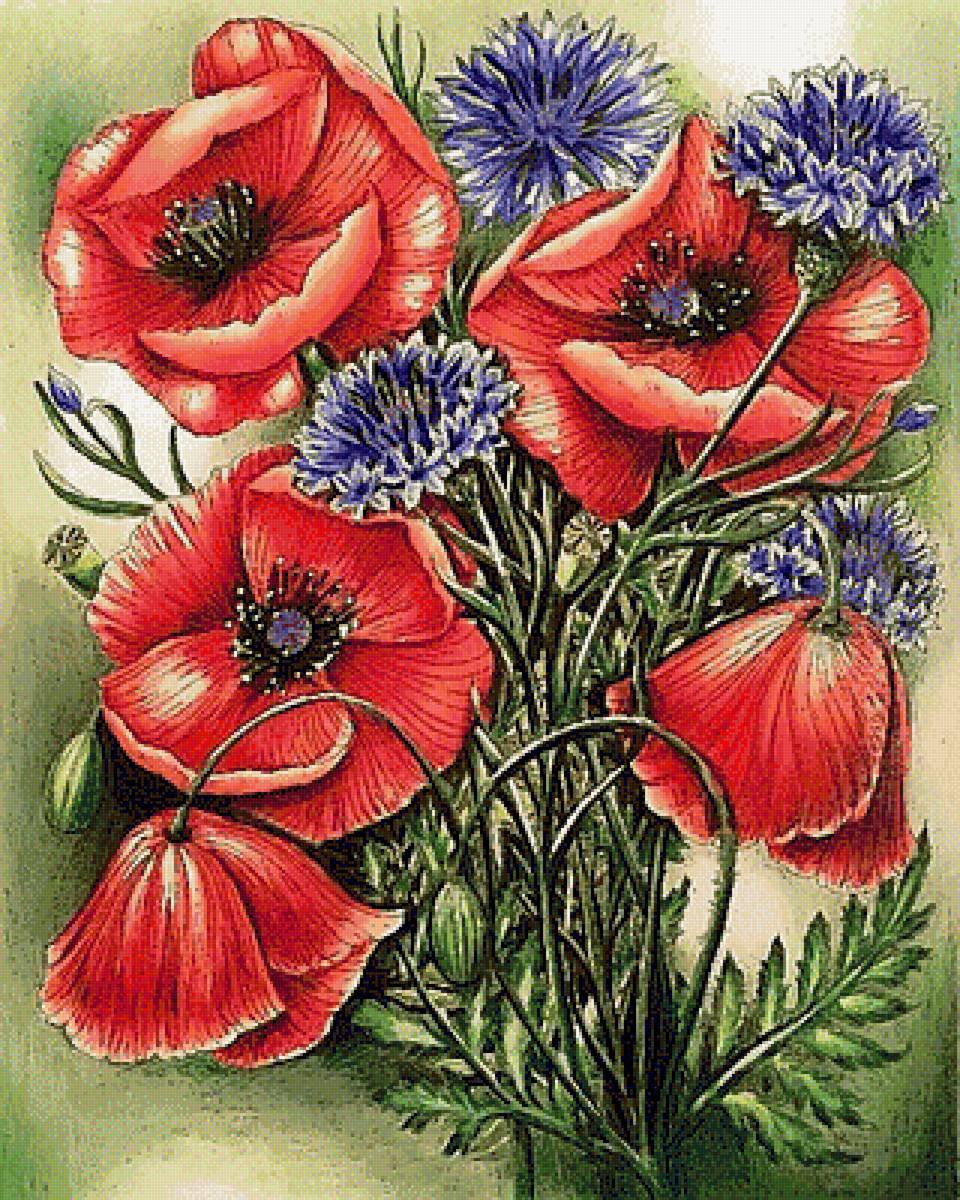 №1859890 - васильки, маки - предпросмотр