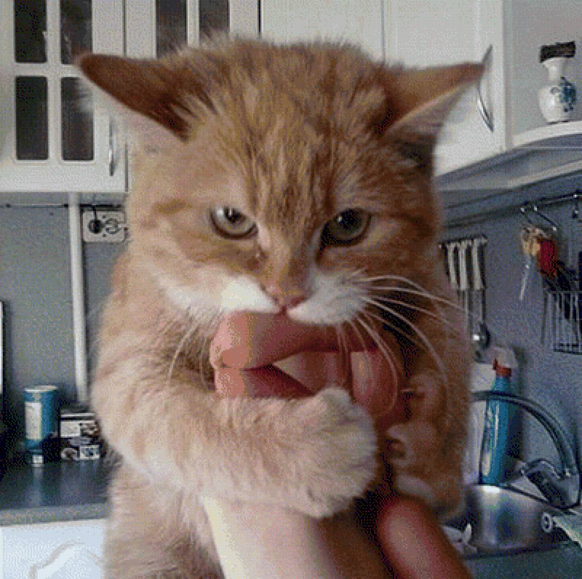 моя прелесть - кот, сосиски, жадина - предпросмотр