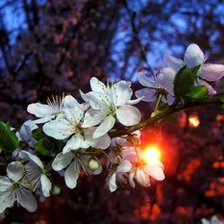 Схема вышивки «вишня цветет»