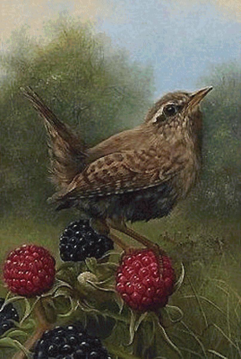 птица - птицы - предпросмотр