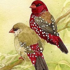 Схема вышивки «птицы»