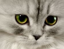 Схема вышивки «gato 2»