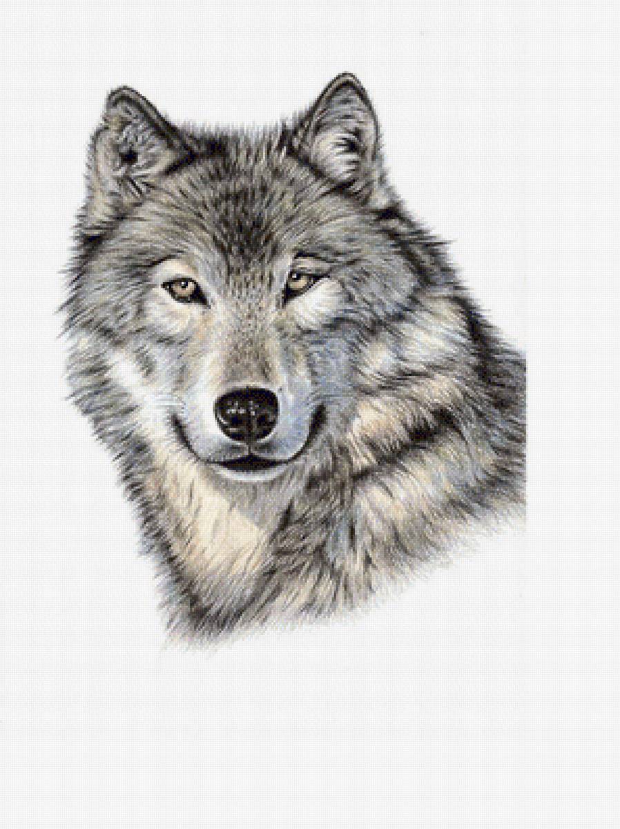 LOBO - 297 x 400 cruces - предпросмотр