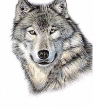 Схема вышивки «LOBO»