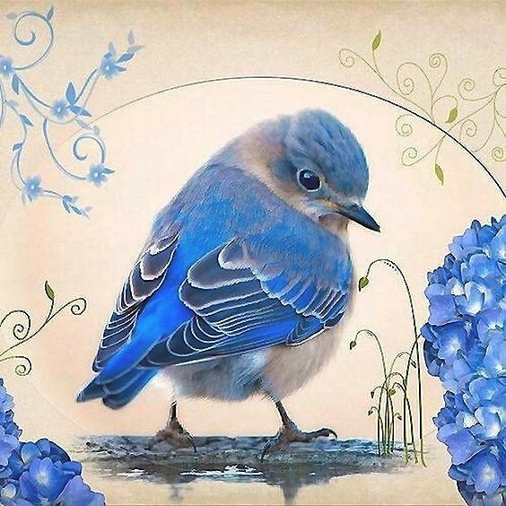 птенец - птицы - оригинал