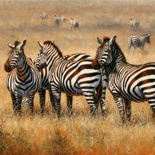 Схема вышивки «Зебры»