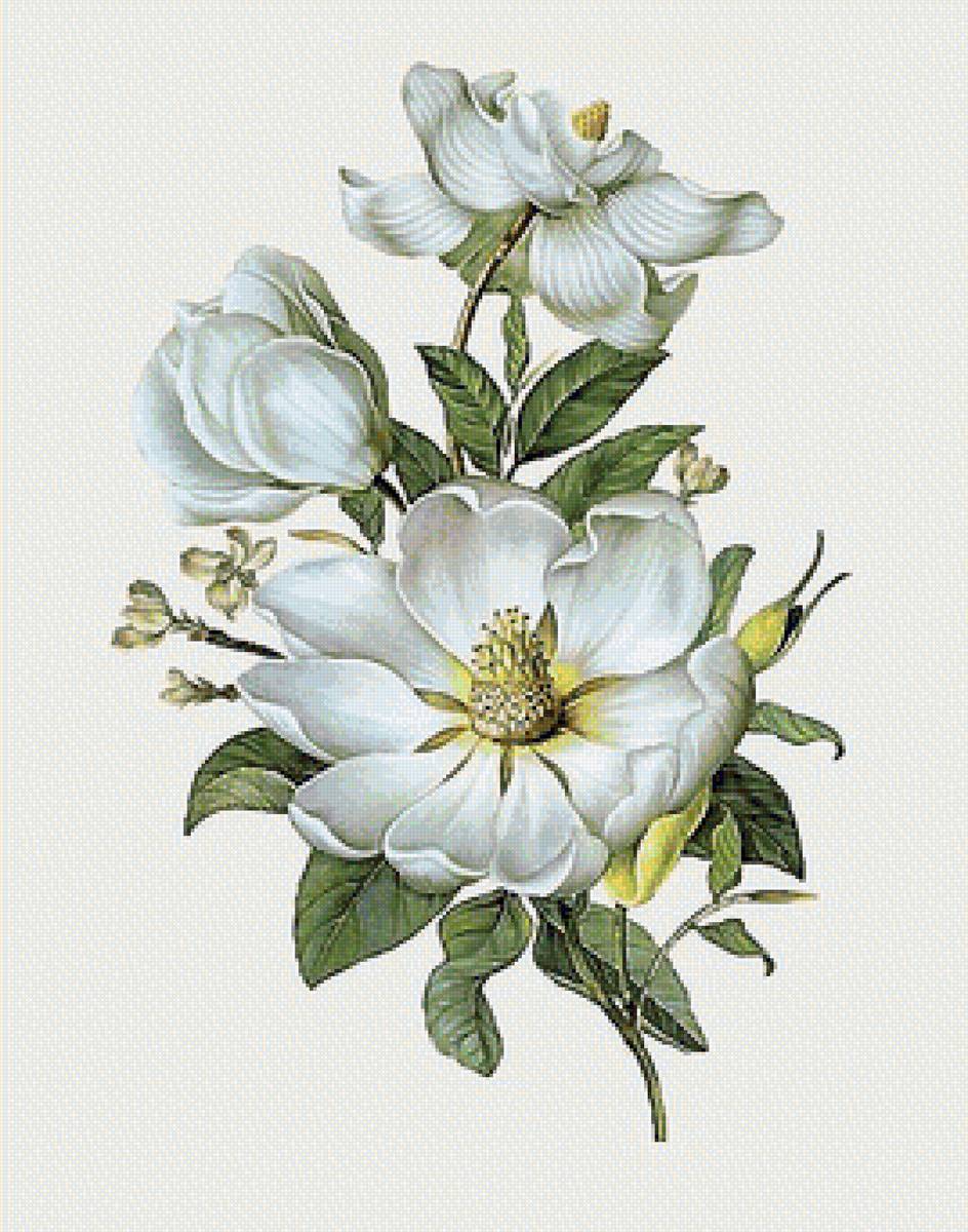 цветы - предпросмотр