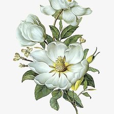 Схема вышивки «цветы»