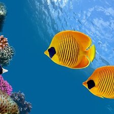 Подводный мир