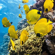 Подводный мир