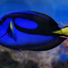 Схема вышивки «Подводный мир»