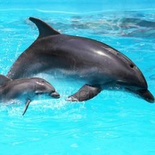 Схема вышивки «Дельфины»