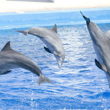 Схема вышивки «Дельфины»