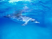 Схема вышивки «Дельфины»