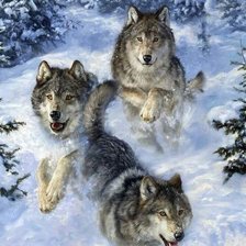 Схема вышивки «дикие»