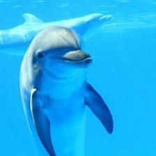 Схема вышивки «Дельфины»