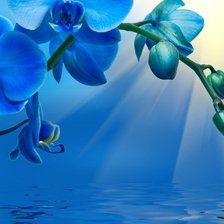 Схема вышивки «Цветы»