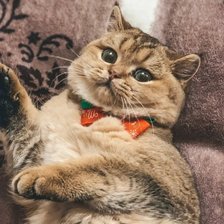 Схема вышивки «котик»