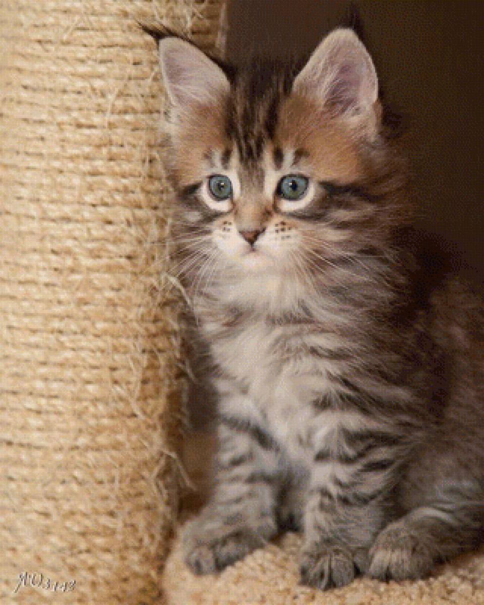 котенок - кошки, картина - предпросмотр