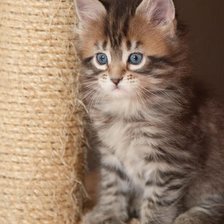 Схема вышивки «котенок»