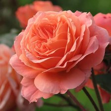 Схема вышивки «чайная роза»