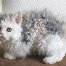 Схема вышивки «кучерявый котик»