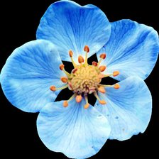 Схема вышивки «Цветок»