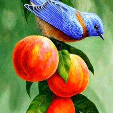 Схема вышивки «птица на ветке»