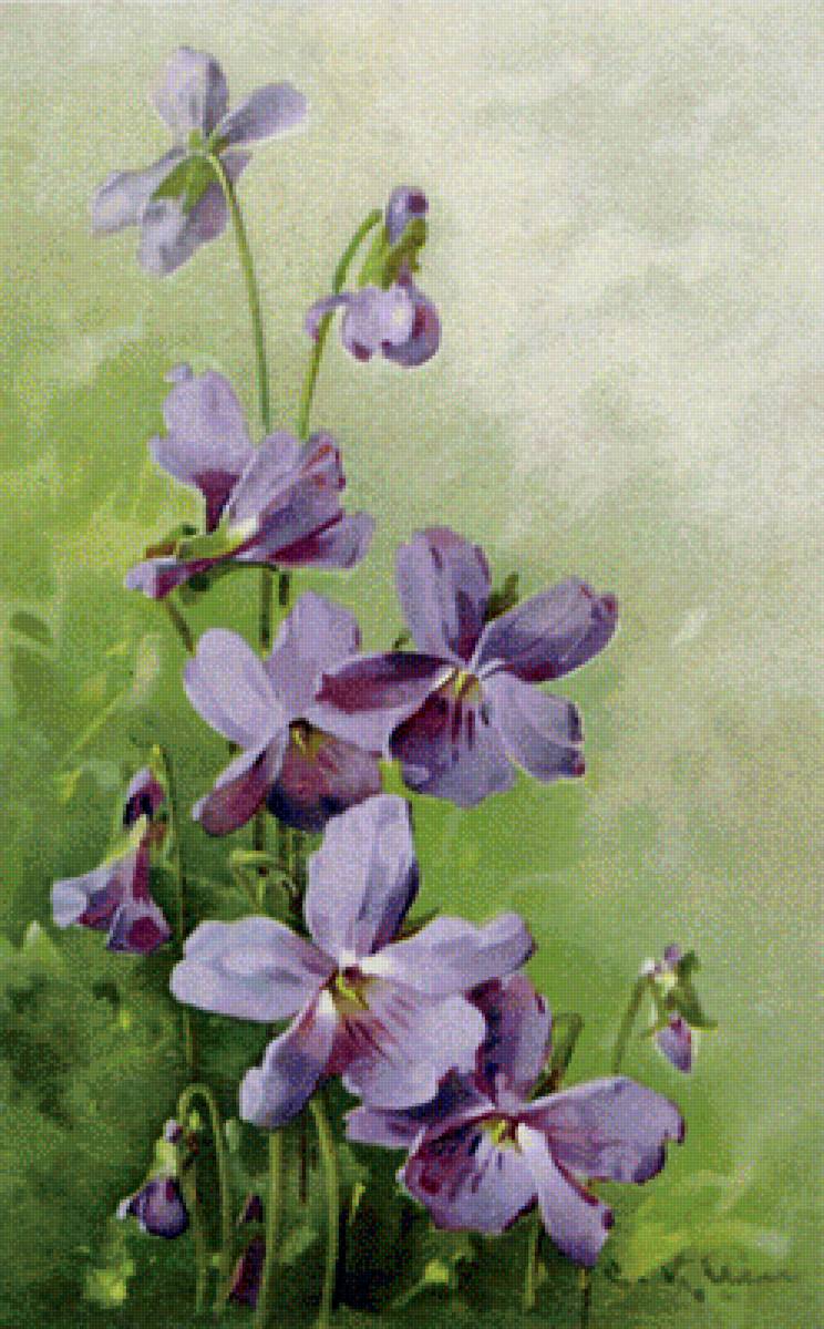 Фиалки - фиалки, букет - предпросмотр