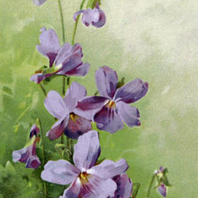 Схема вышивки «Фиалки»