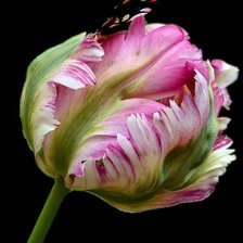 Схема вышивки «TULIPAN»