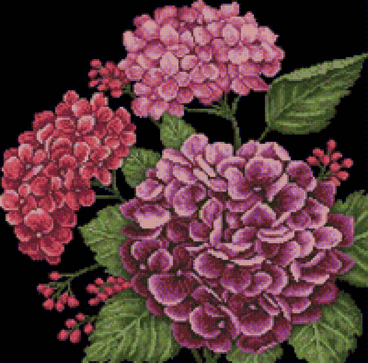 гортензия - цветы - предпросмотр