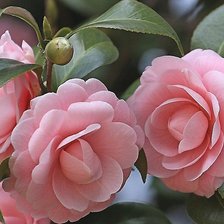 Схема вышивки «№1863523»