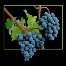 Схема вышивки «Виноград»