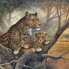 семья леопардов