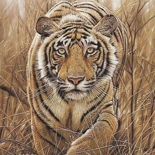 Схема вышивки «тигр»