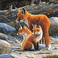 Схема вышивки «дикие»