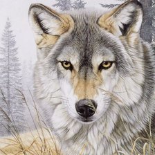 Схема вышивки «дикие»